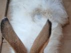 Rabbit
