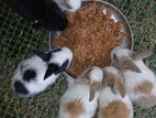 Rabbit