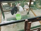 rabbit