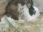 Rabbits