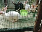 Rabbits