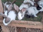 Rabbits