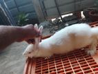 Rabbit