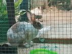 rabbit