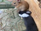 Rabbit