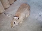 Rabbit