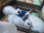 Rabbit