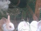 Rabbit