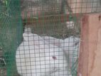 Rabbit