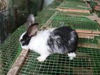Rabbit