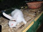 Rabbits