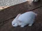 rabbit