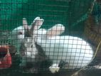 rabbit
