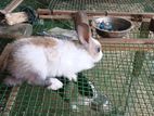 Rabbit