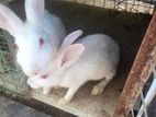 Rabbit