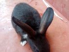 Rabbit