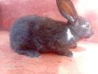 Rabbit
