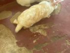 Female Rabbit