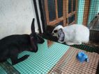 Rabbits