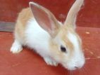 Rabbit