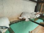 rabbit