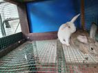 Rabbits