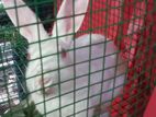 Rabbits