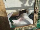 Rabbits