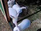 Rabbits