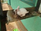 Rabbits