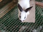 Rabbit