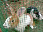 Rabbit