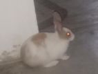Rabbit