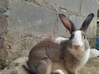 Rabbit