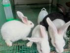 Rabbit