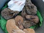 Rabbit