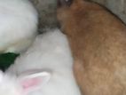 Rabbits