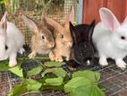 Rabbit