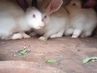 Rabbit