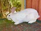 Rabbit
