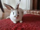 Rabbit
