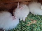 Rabbits