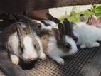 Rabbits