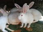 rabbit