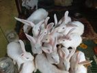 Rabbits
