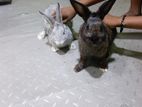 Rabbit
