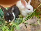 Rabbit