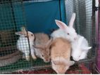 Rabbit