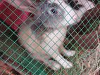 Rabbit