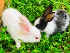 Rabbits